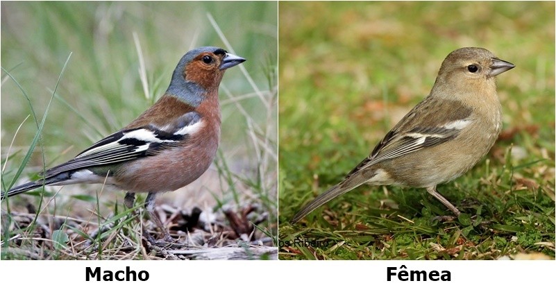 como diferenciar o tentilhao comum macho da femea