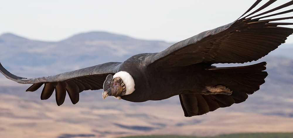 condor dos andes