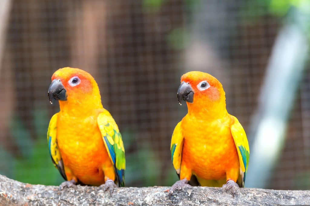 conure dourada