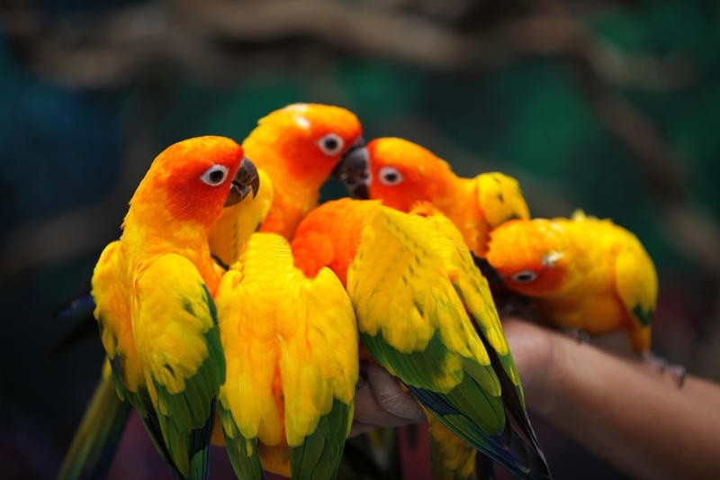 conure dourada