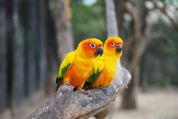 conure dourada