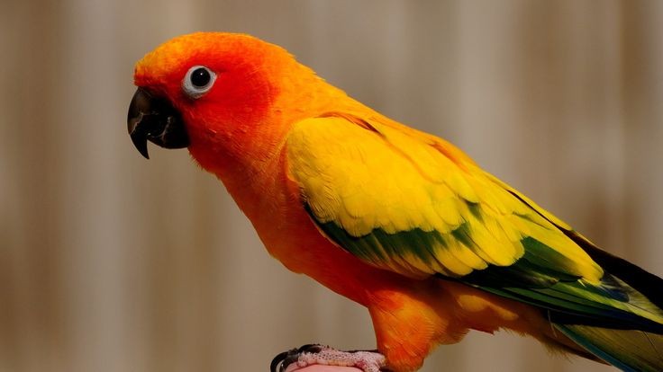 conure dourada