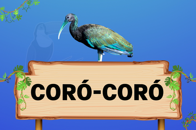 coró coró