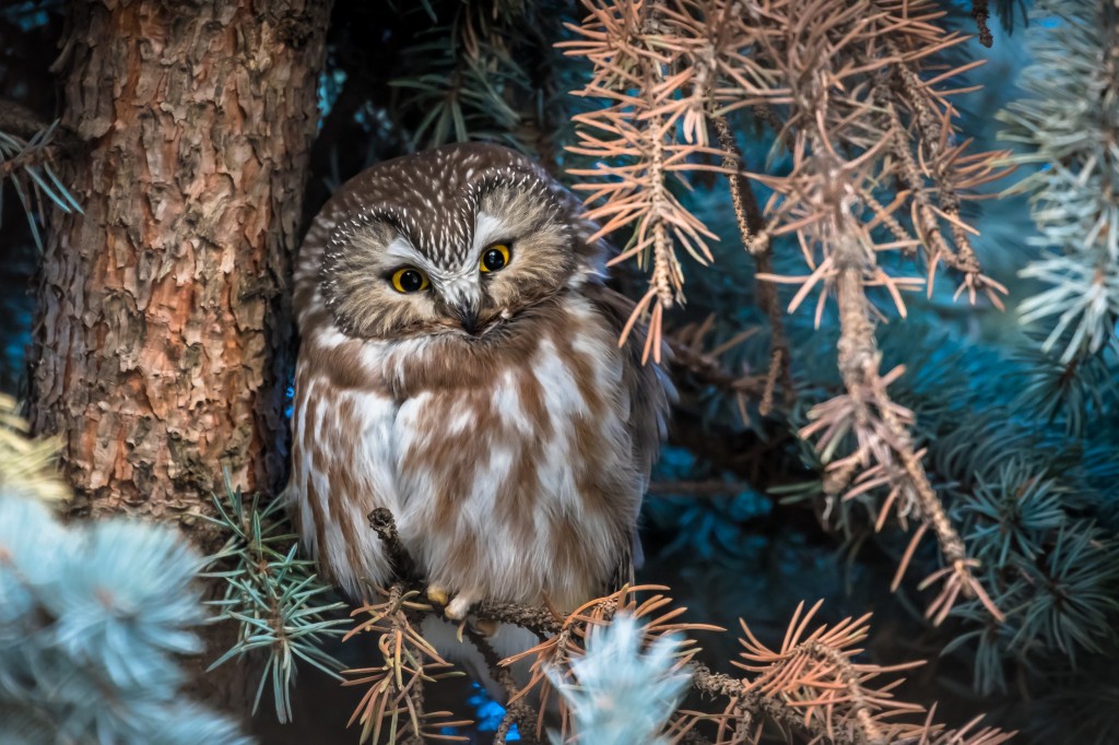 coruja boreal