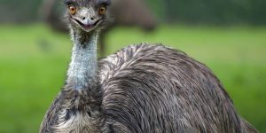 curiosidades interessantes sobre o emu