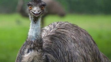 curiosidades interessantes sobre o emu