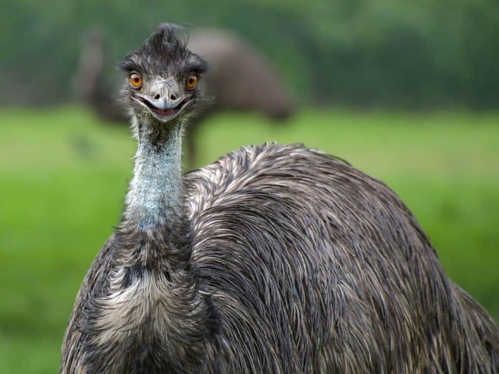 curiosidades interessantes sobre o emu