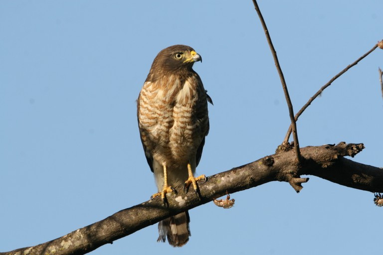 especies de falcoes