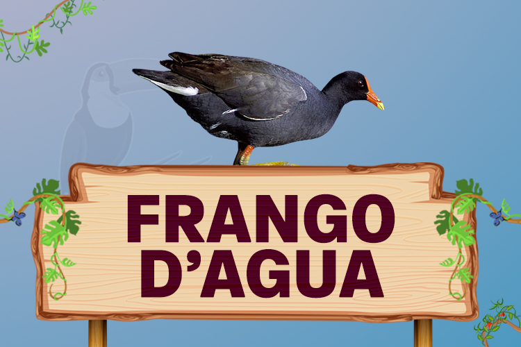 frango d'agua