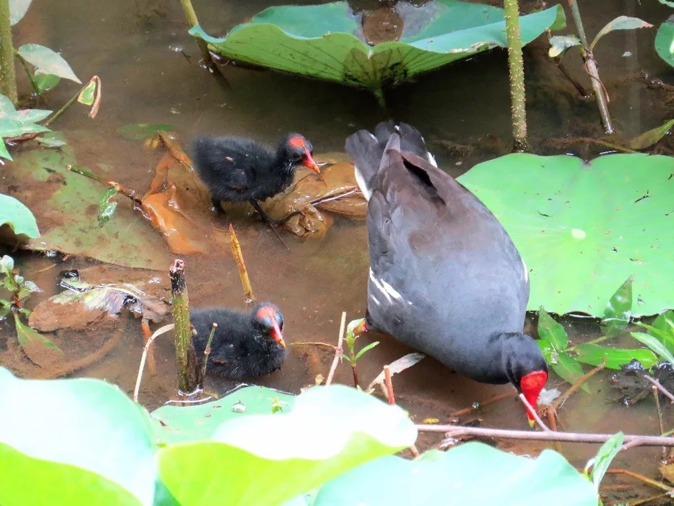 frango d'agua