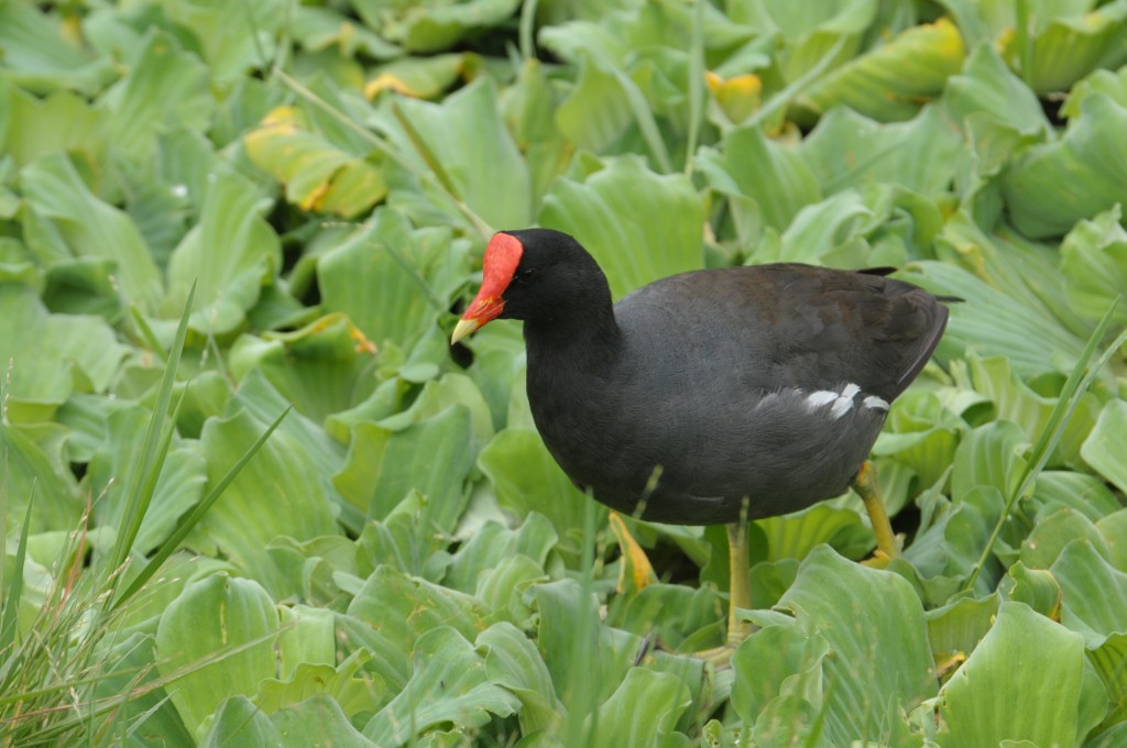 frango d'agua