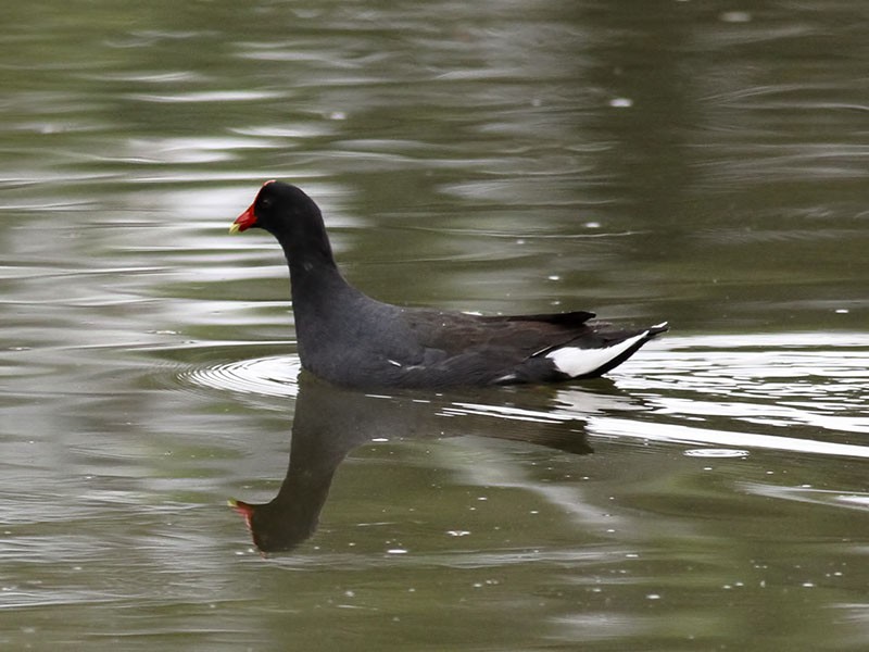 frango d'agua