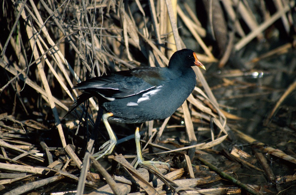 frango d'agua