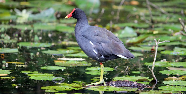 frango d'agua