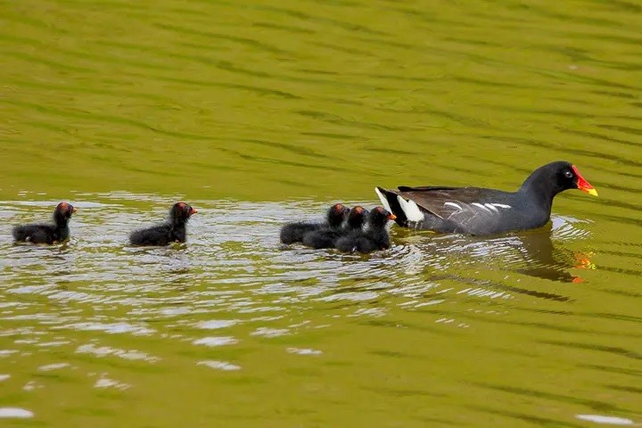 frango d'agua