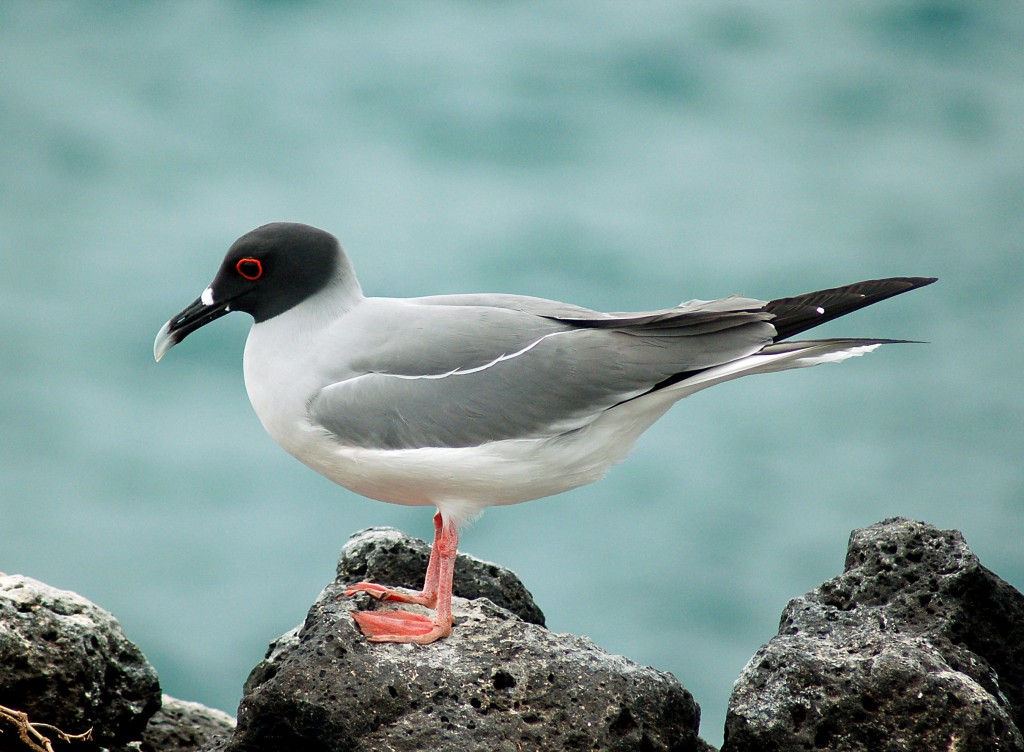 gaivota da lava