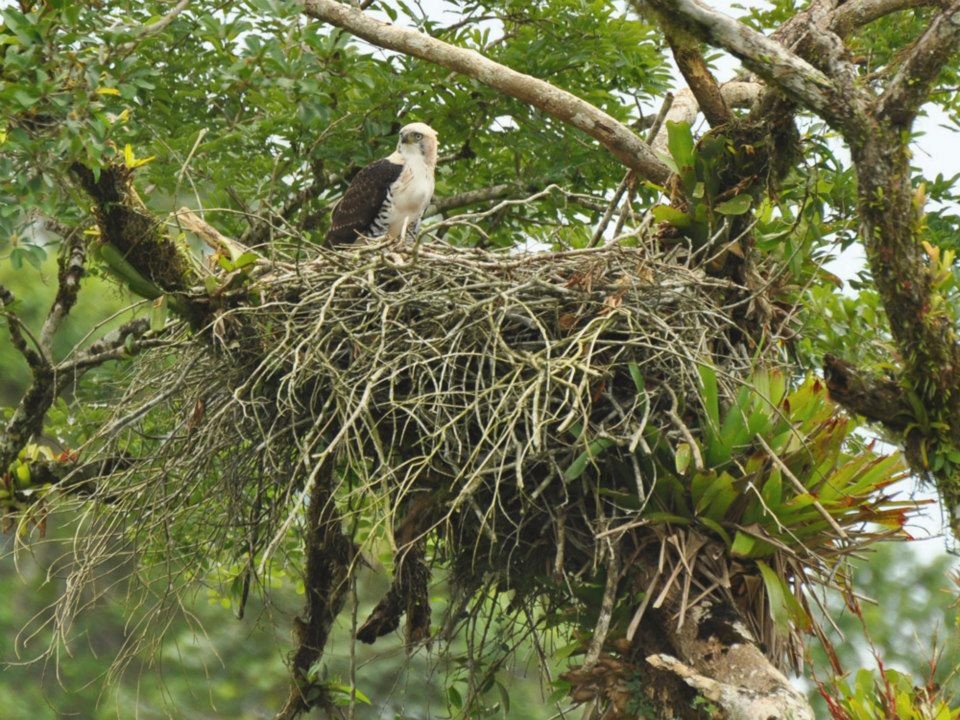 gaviao pato 