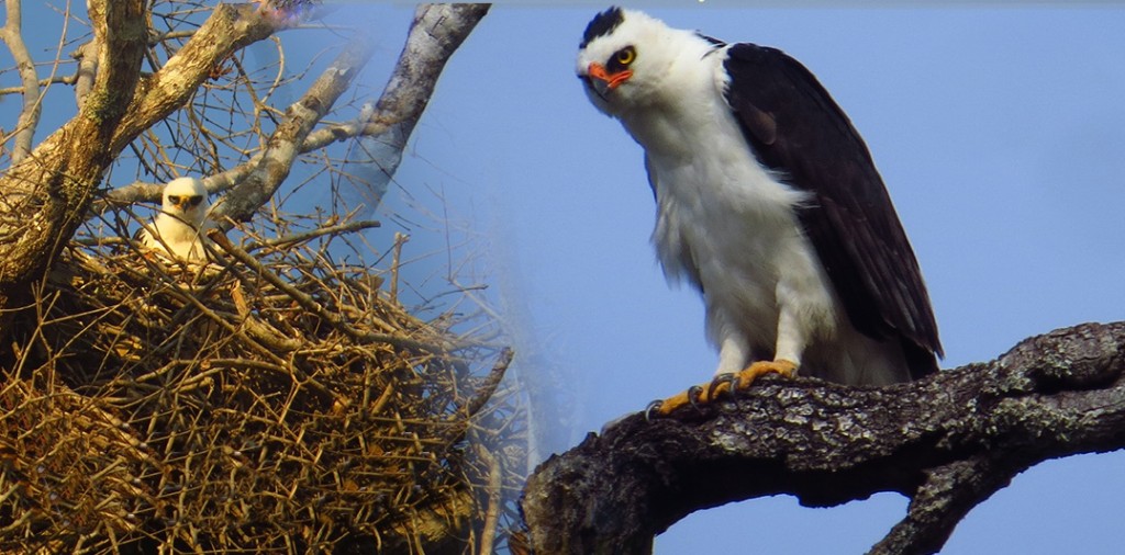 gaviao pato ninho