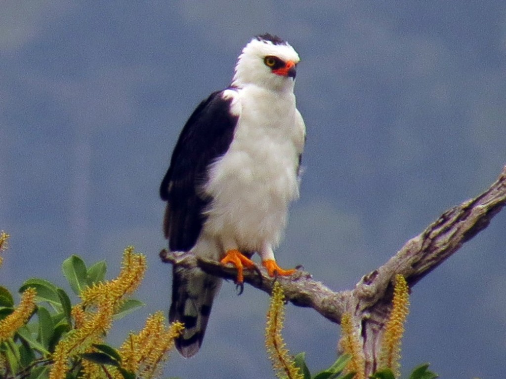 gaviao pato