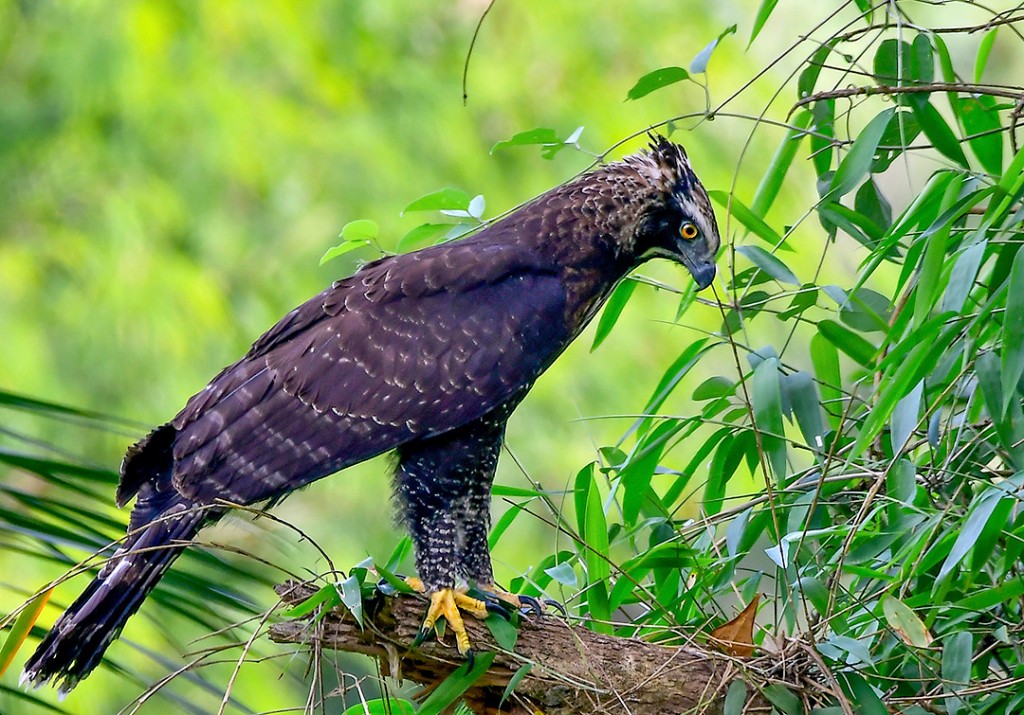 gaviao-pega-macaco