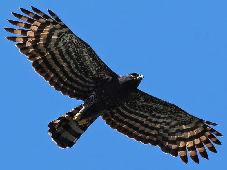 gaviao-pega-macaco