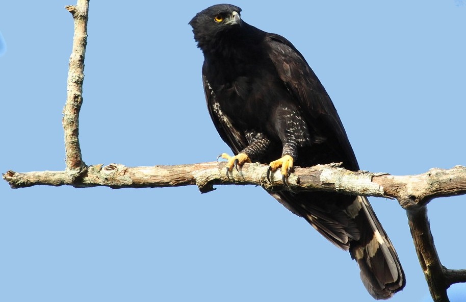 gaviao-pega-macaco