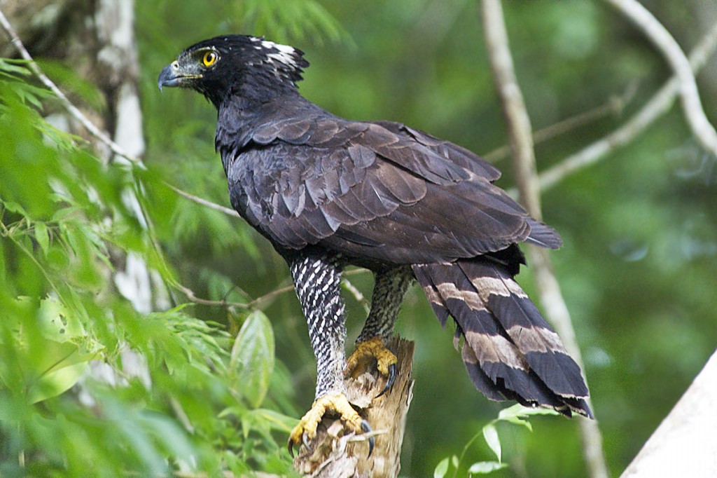 gaviao-pega-macaco