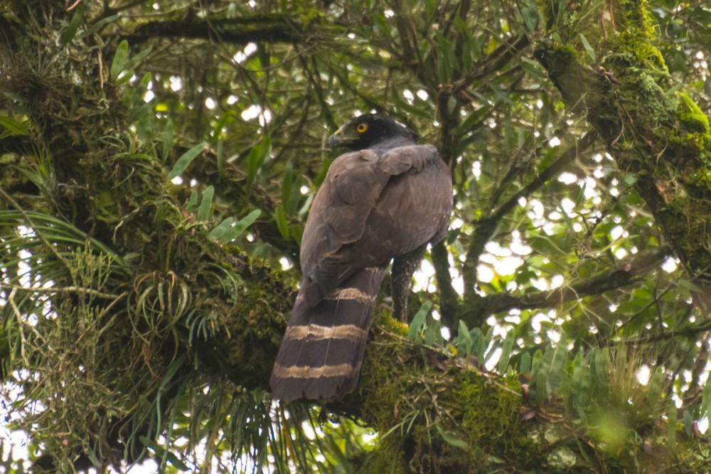 gaviao-pega-macaco