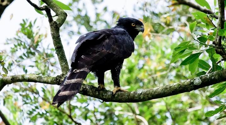 gaviao-pega-macaco