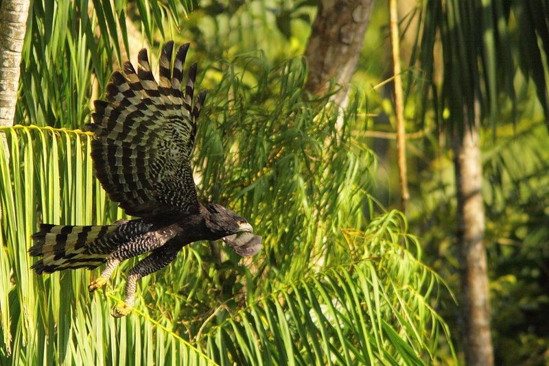 gaviao-pega-macaco