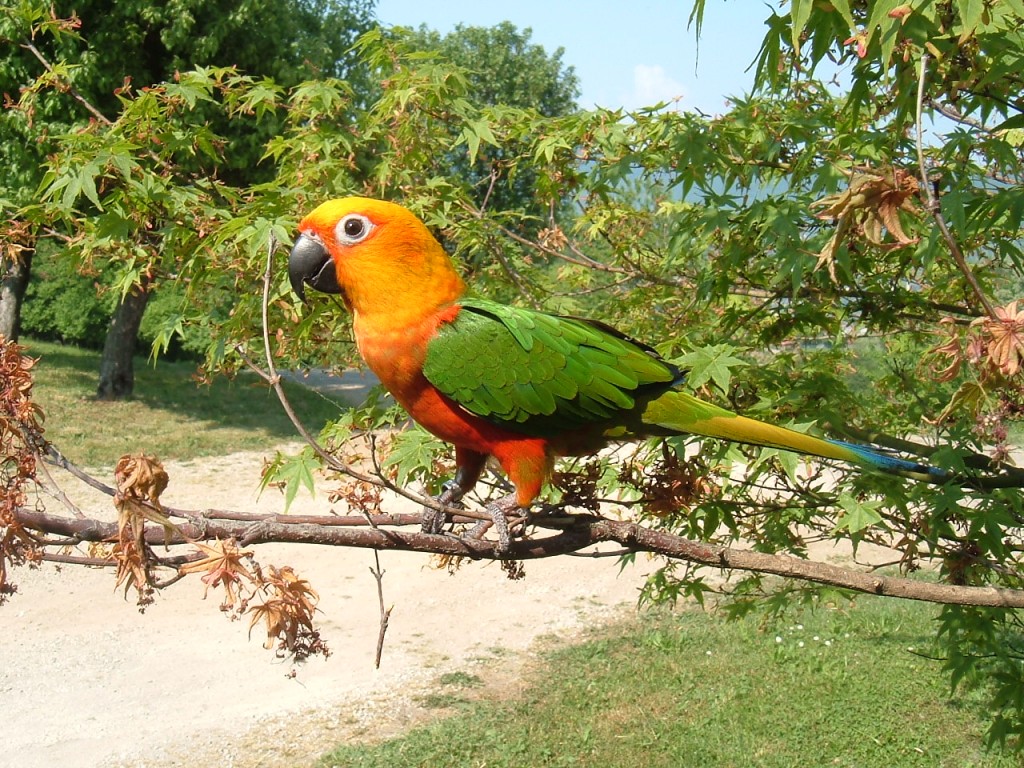 habitat da jandaia-verdadeira