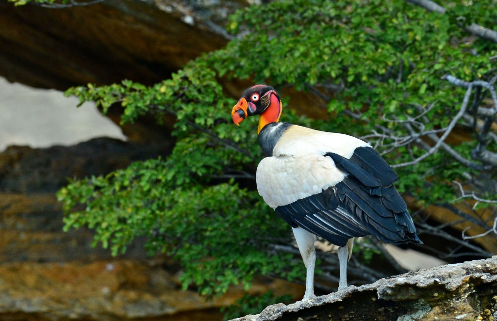 habitat do urubu rei