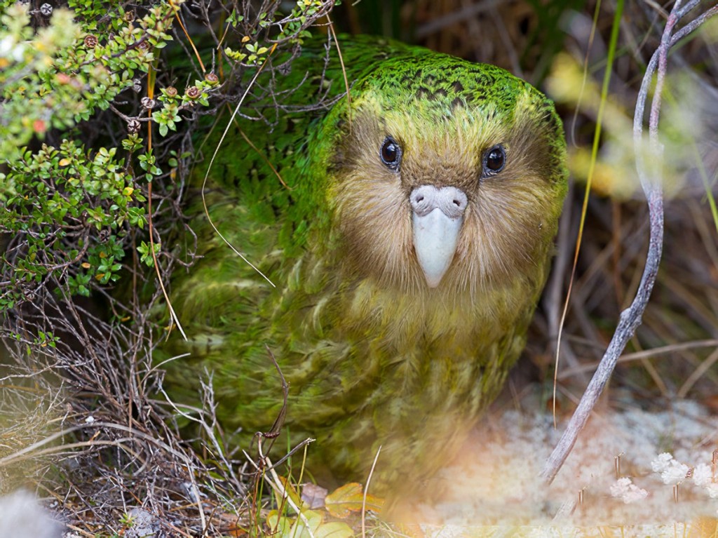 kakapo 