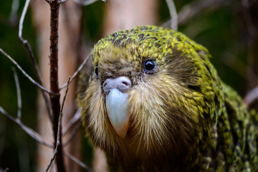 kakapo 