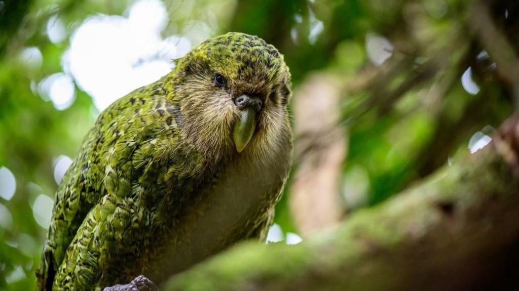 kakapo 