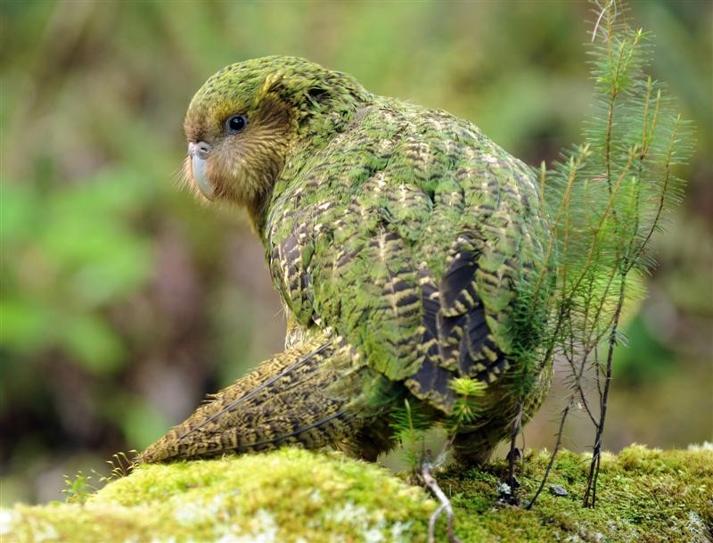 kakapo 