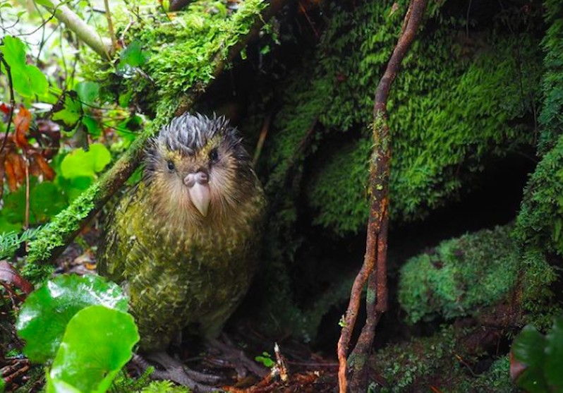 kakapo 