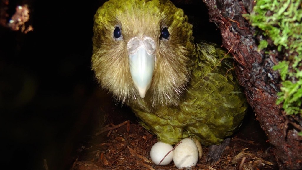 kakapo ninho