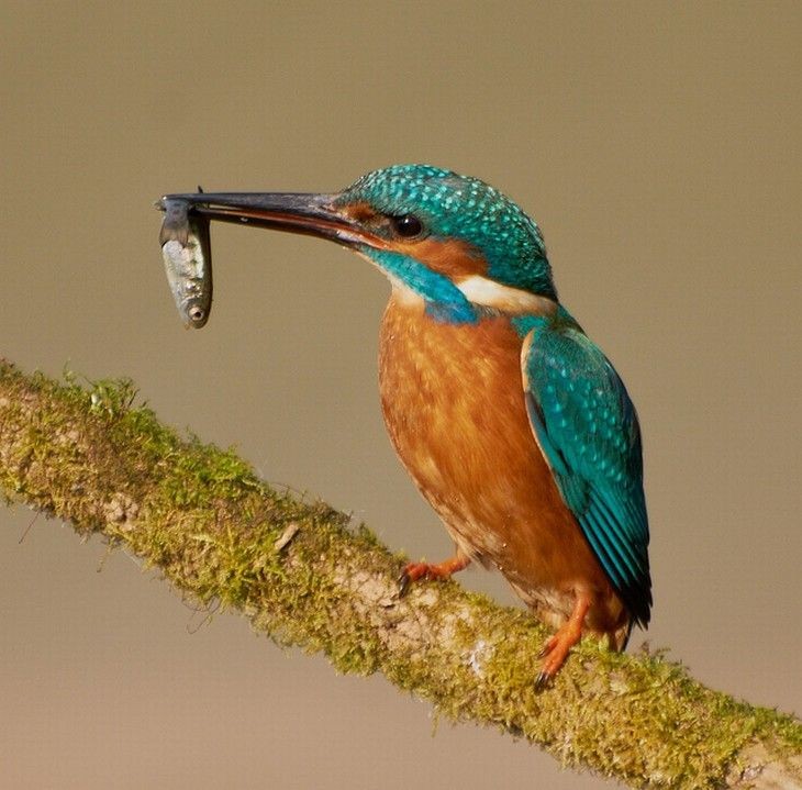 martim-pescador