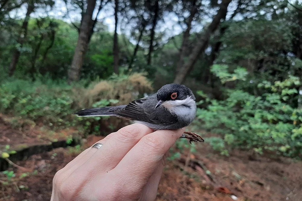 origem do toutinegra de cabeca preta