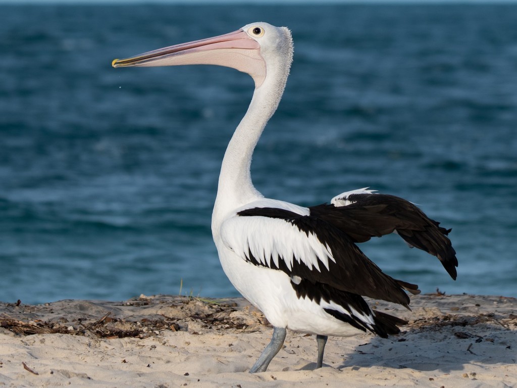pelicano australiano