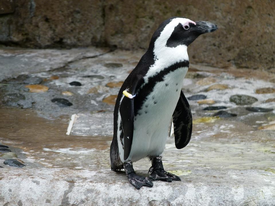 pinguim africano 