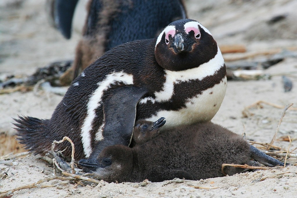 pinguim africano - filhote