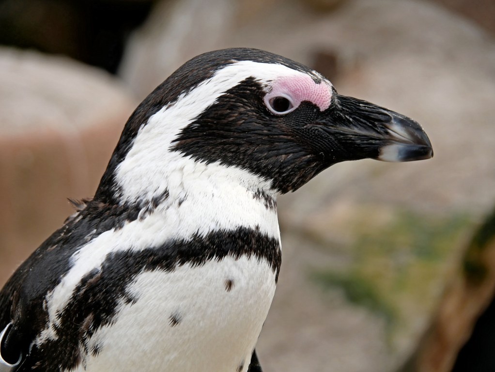 pinguim africano 