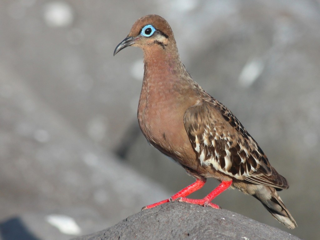 pomba de galapagos