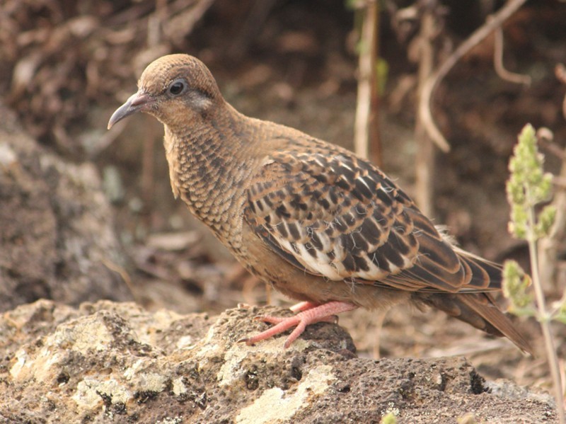 pomba de galapagos