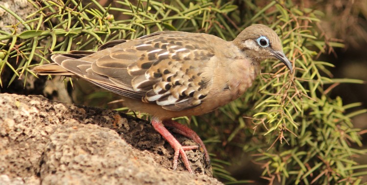 pomba de galapagos