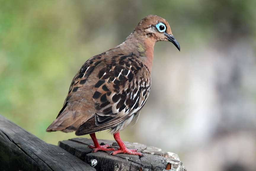 pomba de galapagos