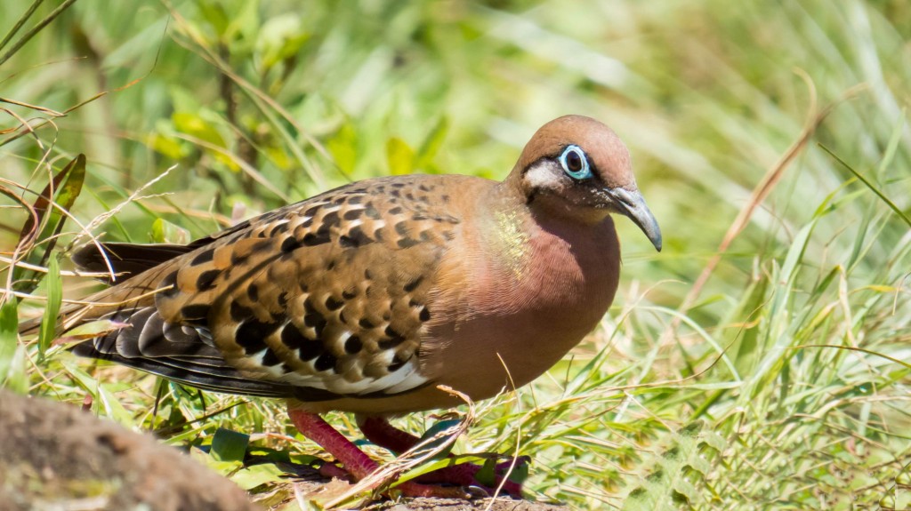 pomba de galapagos