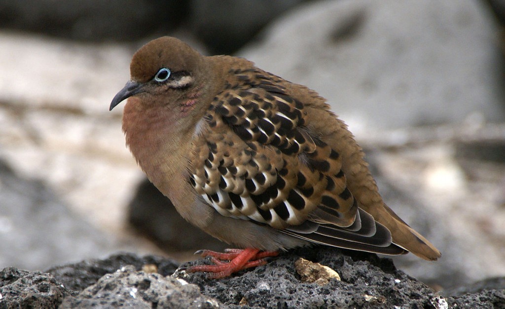 pomba de galapagos